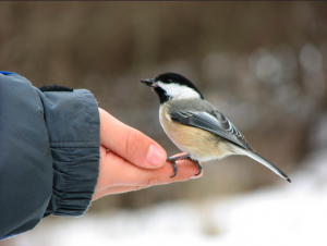 Small bird perched on a woman's hand