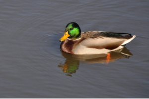 Duck in Erie Station Village pond