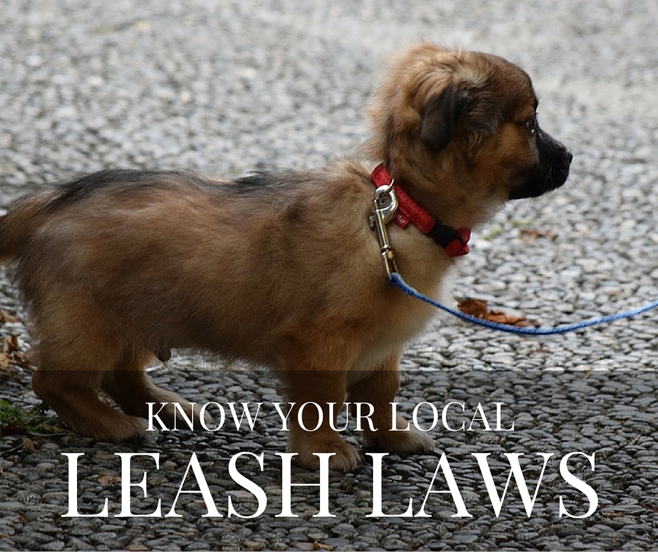 Text: Know Your Local Leash Laws