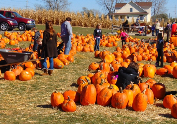 pumpkin-patch-with-families
