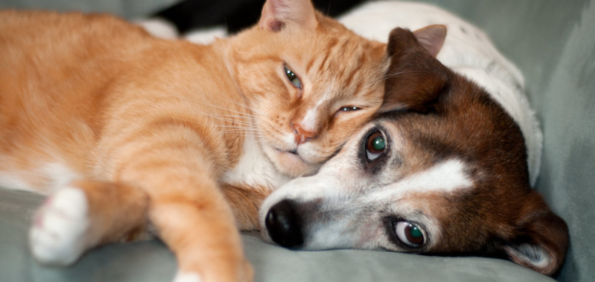 Dog and cat laying together