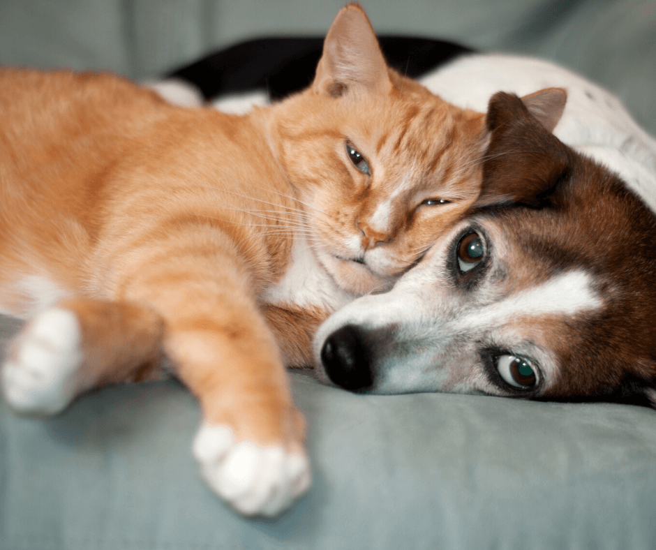 Dog and cat laying together