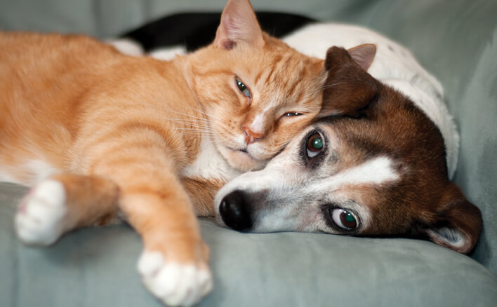 Cat and dog snuggle