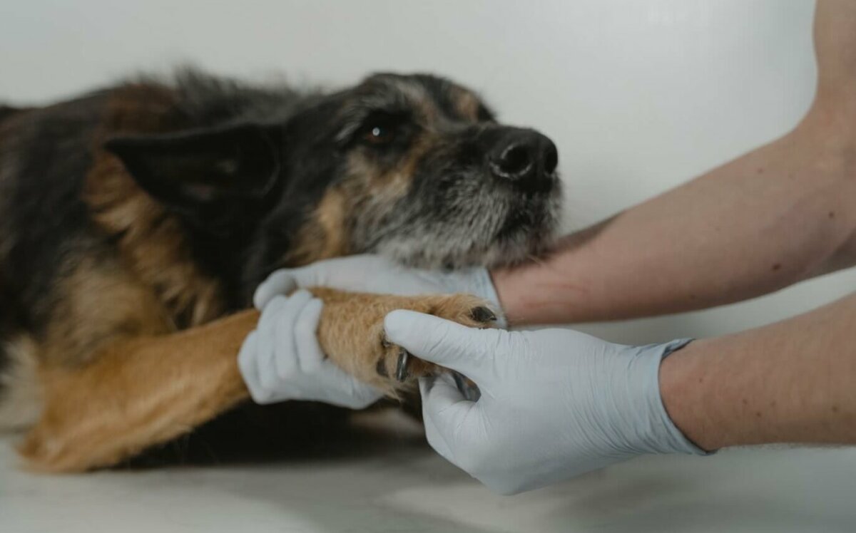Veterinarian examining a dogs paw. Photo credit Tima Miroshnichenko