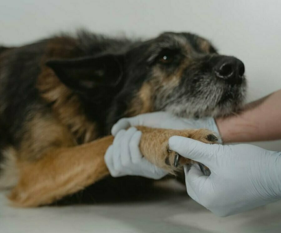 Veterinarian examining a dogs paw. Photo credit Tima Miroshnichenko