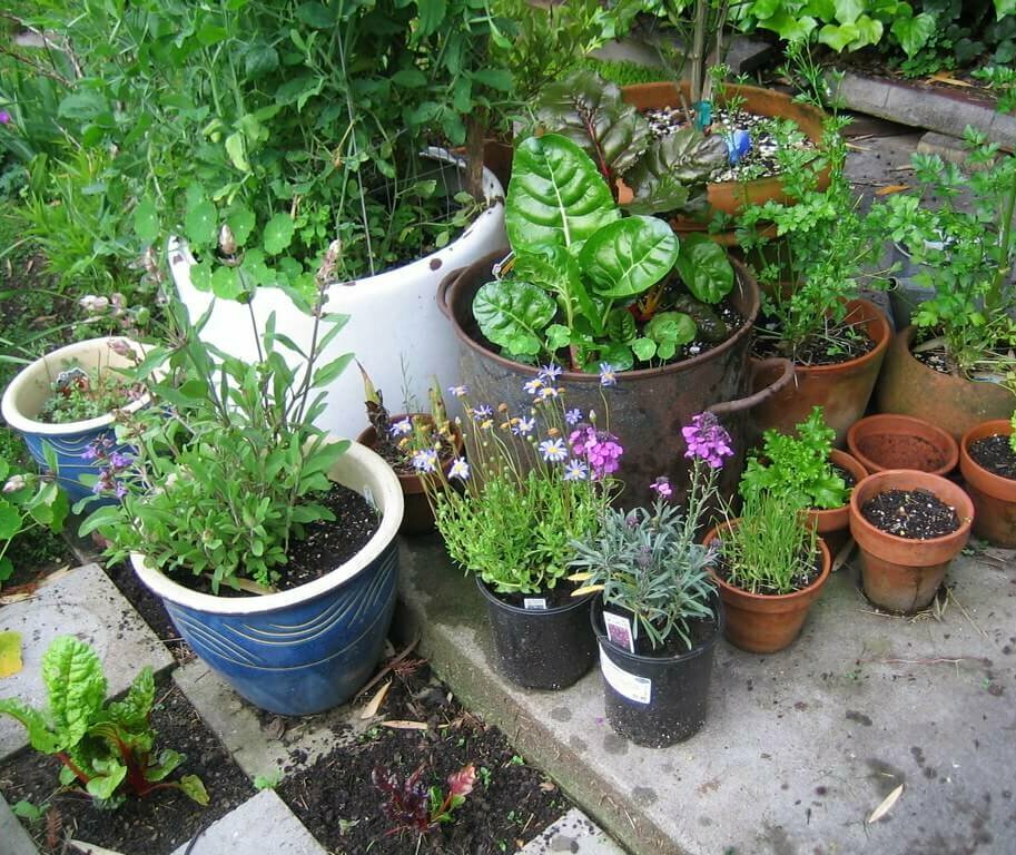 Photo of container garden on a patio
