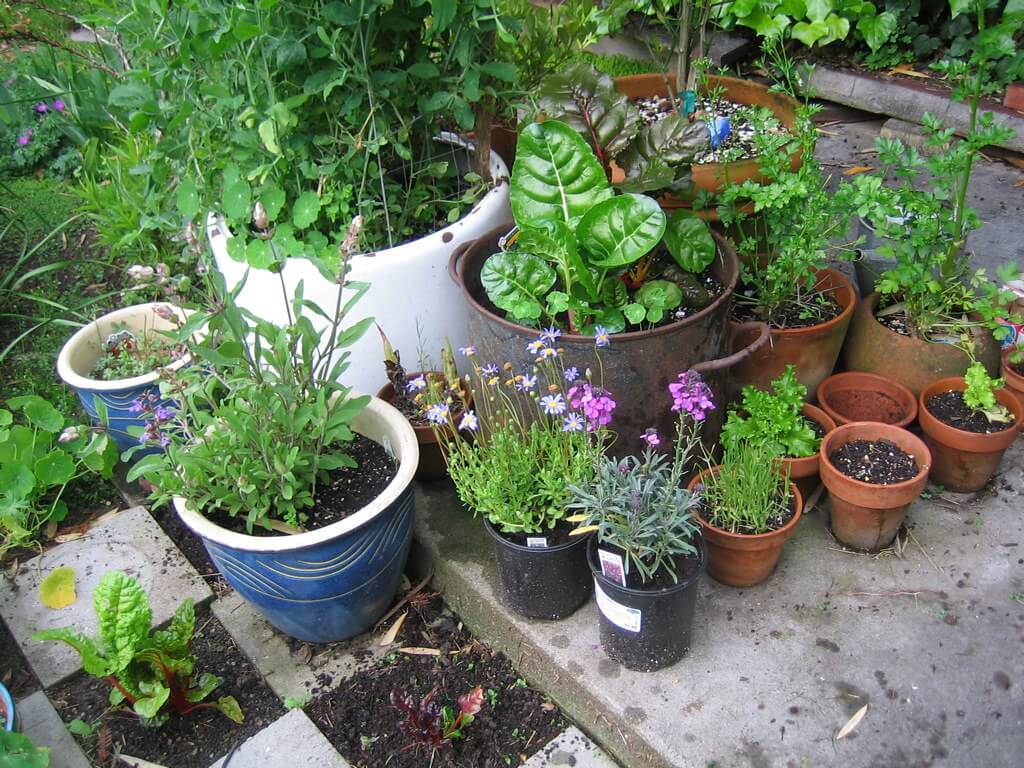 Photo of container garden on a patio