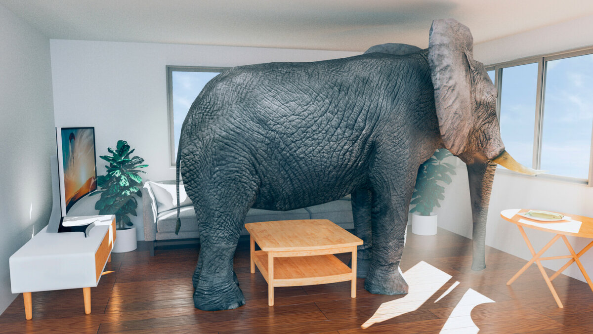 Elephant standing in furnished living room.