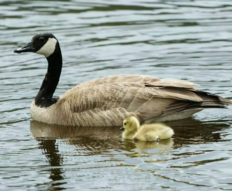 Gosling swimming next to its mother in a pond. Photo credit: Erick Todd