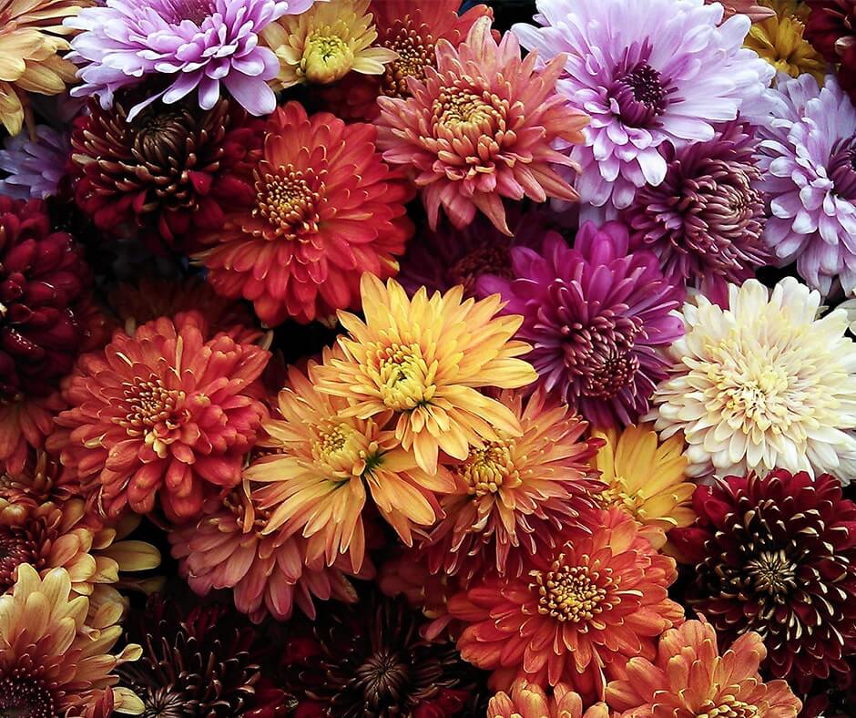 Nothing Says Fall Like Mums On Your Front Step