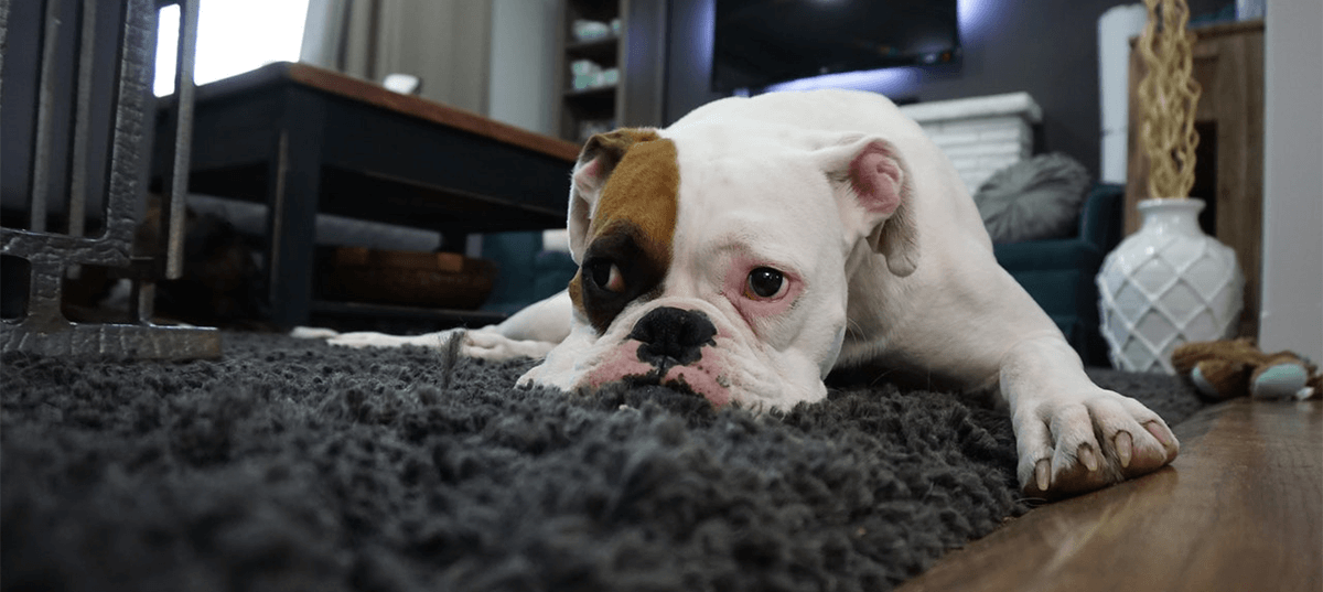 White and tan English Bulldog laying on a rug