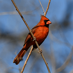 Cardinal on a branch