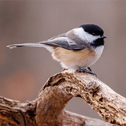 Chickadee on a branch