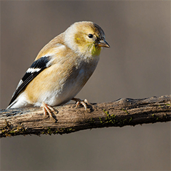 Goldfinch on a branch