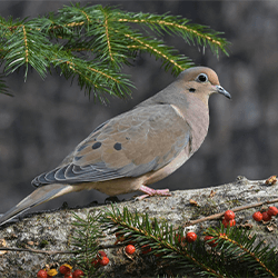 Mourning dove on a branch
