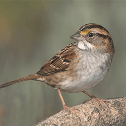 Sparrow on a branch