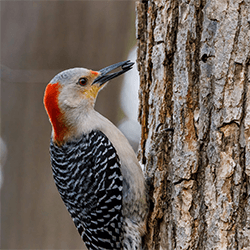 Woodpecker on a tree trunk