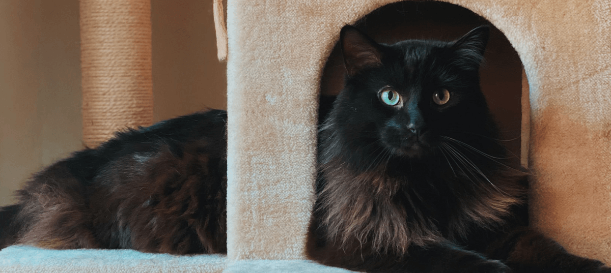 Black cat sitting on a cat tree. Image credit: Madalyn Cox