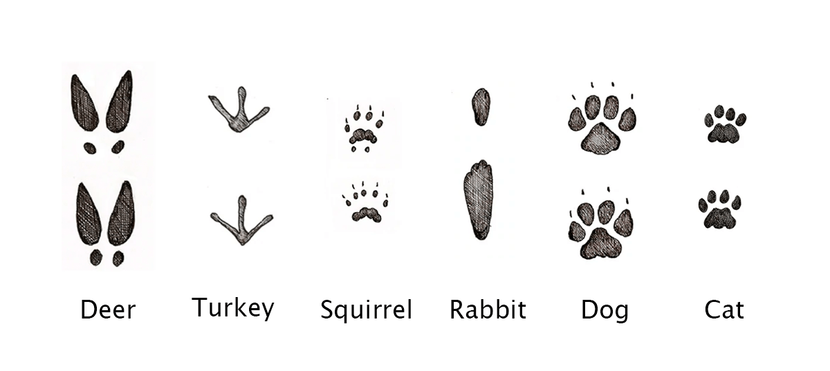 Graphic showing footprints of several common animals