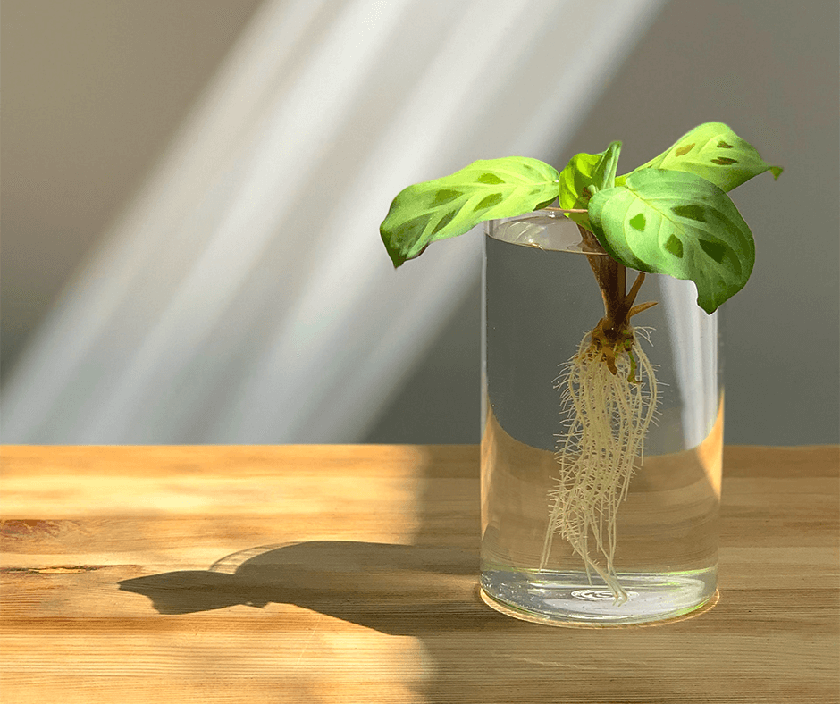 Plant cutting being rooted in water. Image credit: Kulbir