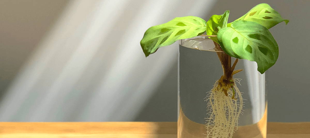 Plant cutting being rooted in water. Image credit: Kulbir