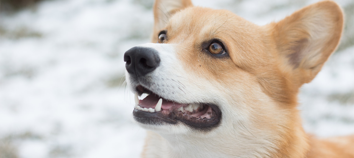 Small dog in snow. Image credit Alissa Nabiullina