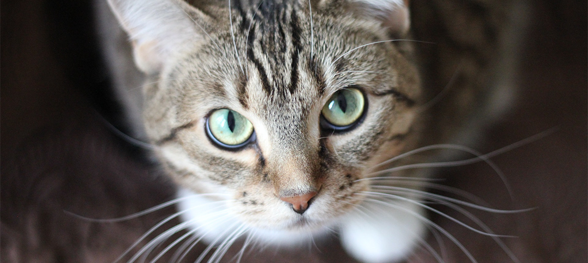 Cat looking up. Image credit: Krysten Merriman