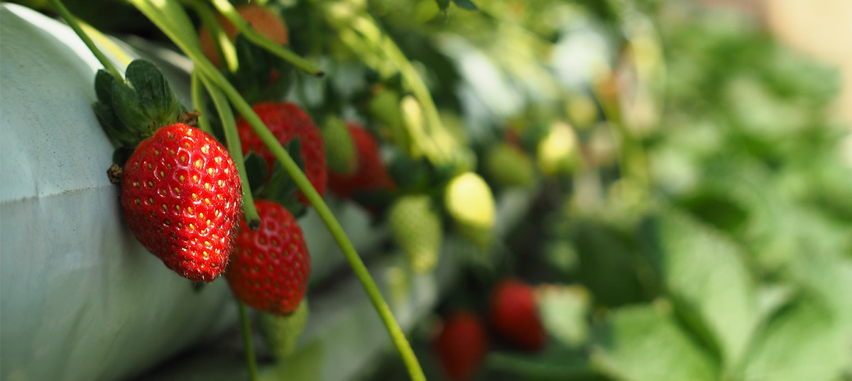 Potted strawberry plants. Image credit: tzeemeng yap