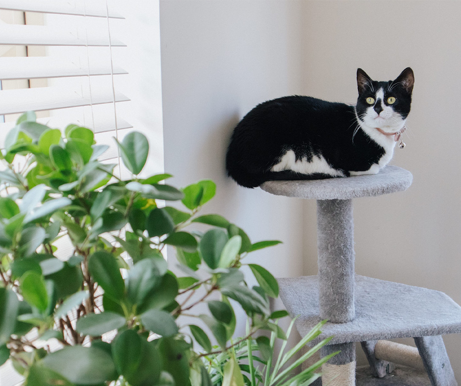 Cat sitting by a houseplant. Image credit: Anete Lusina.