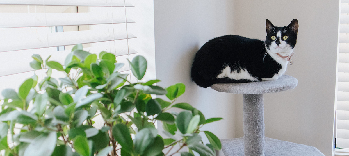 Cat sitting by a houseplant. Image credit: Anete Lusina.