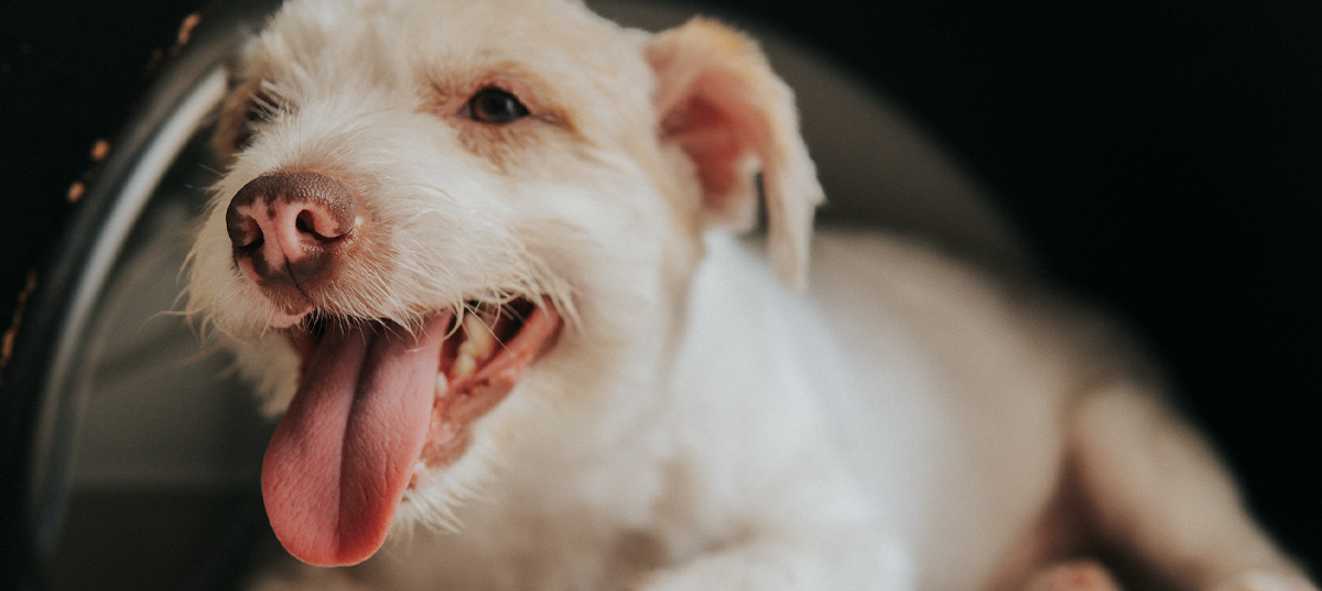 Dog laying down, panting. Image credit: Jhonny Salas Brochero