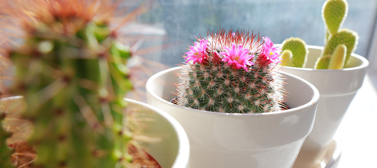 Three potted succulents. Image credit: Esther Loewen. 