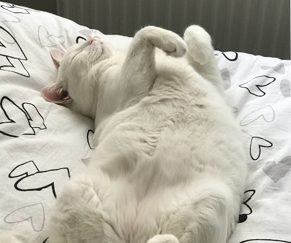 A white cat sleeping flat on its back with its paws up. Image credit: Gokhan Konyali