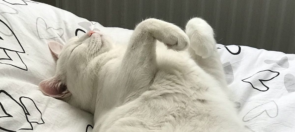 A white cat sleeping flat on its back with its paws up. Image credit: Gokhan Konyali