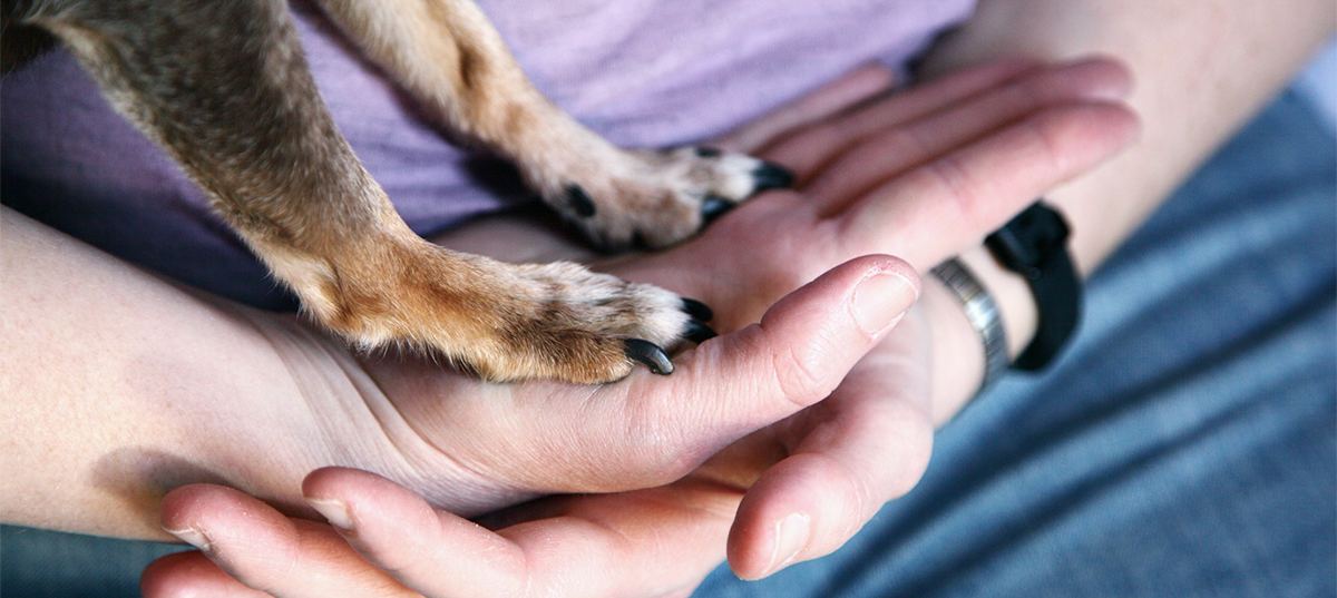Woman holding a small dog's paws in her hands. Image credit: Shane