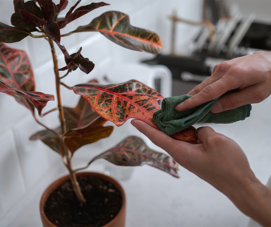 Woman wiping off the leaves of a houseplant with a microfiber cloth. Image credit: Cottonbro