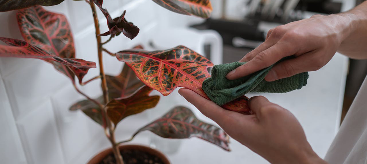 Woman wiping off the leaves of a houseplant with a microfiber cloth. Image credit: Cottonbro