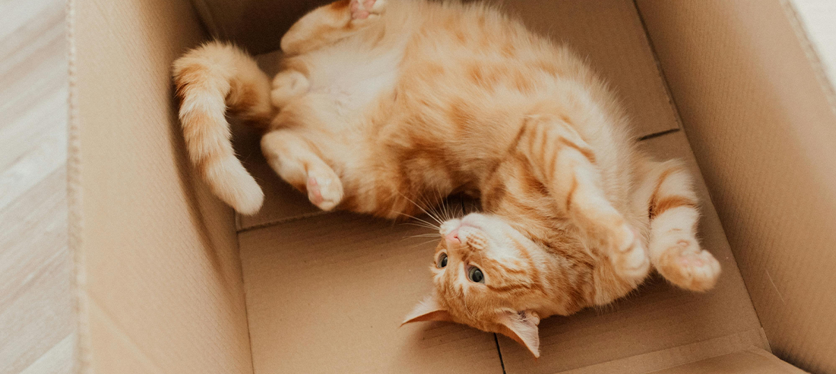 Cat laying on its back in a cardboard box. Image credit: Arina Krasnikova